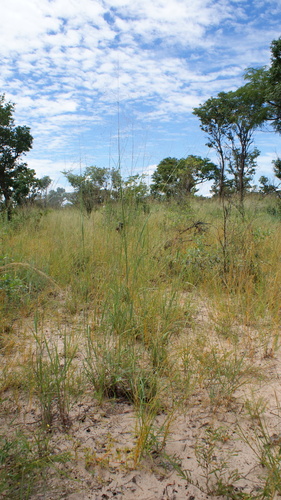 Panicum kalaharense (Kalahari buffalo grass) — photo
