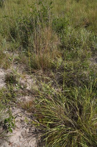 Panicum kalaharense (Kalahari buffalo grass) — photo