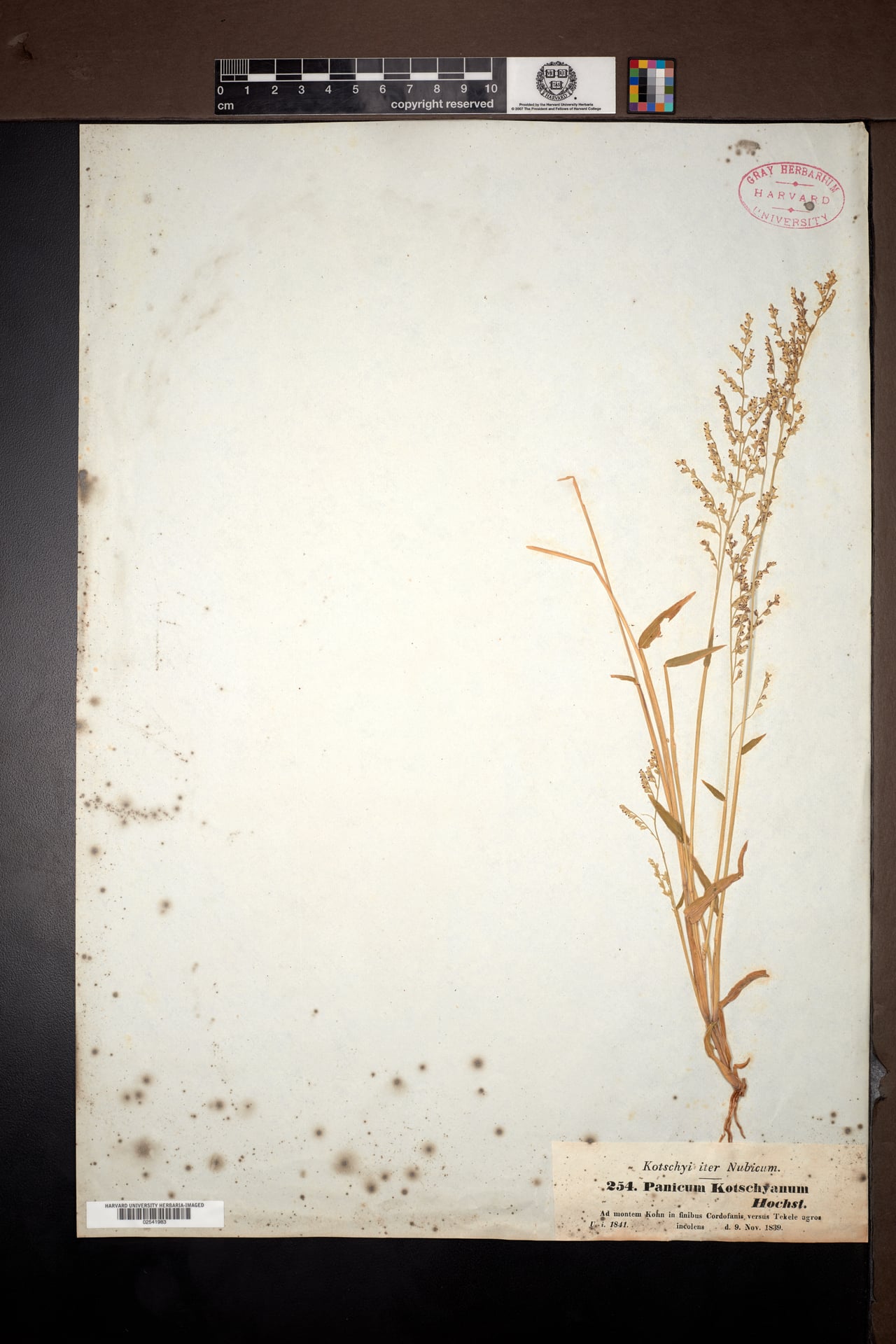 Panicum kotschyanum