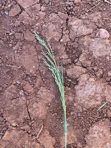 Panicum laevinode — photo