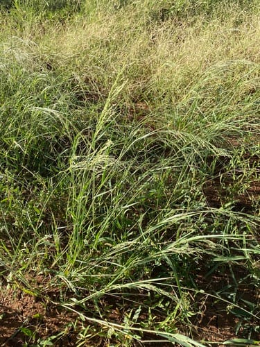 Panicum laevinode — photo