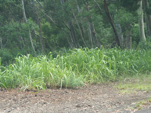 Panicum maximum (Guinea grass seed) — photo