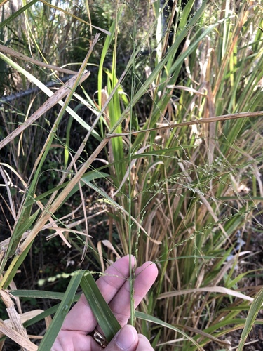 Panicum maximum (Guinea grass seed) — photo
