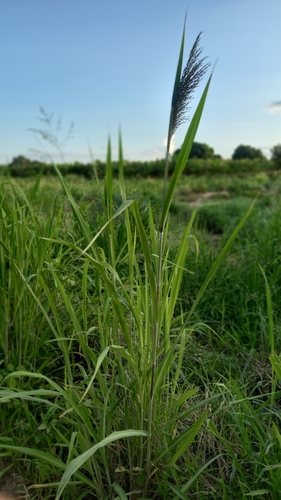 Panicum maximum