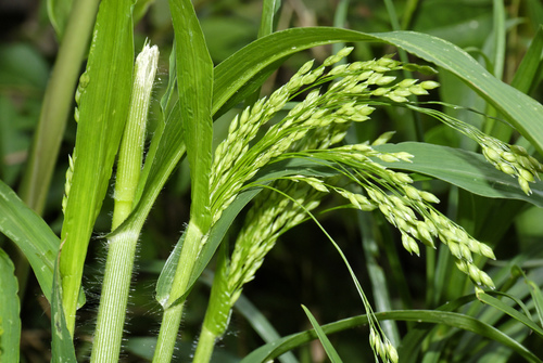 Panicum miliaceum (True millet) — photo