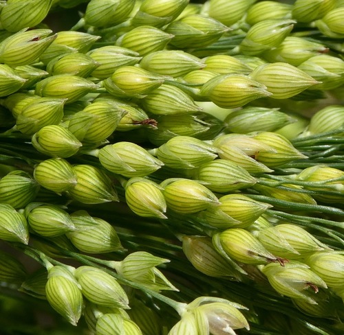 Panicum miliaceum (True millet) — photo