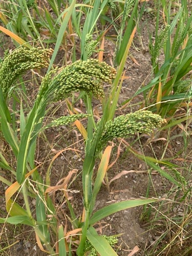 Panicum miliaceum