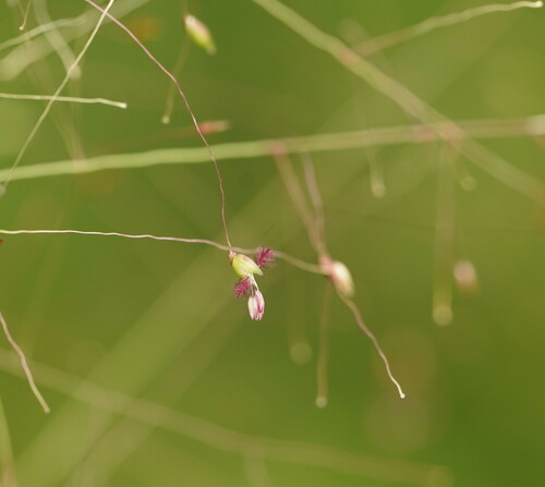 Panicum mindanaense — photo