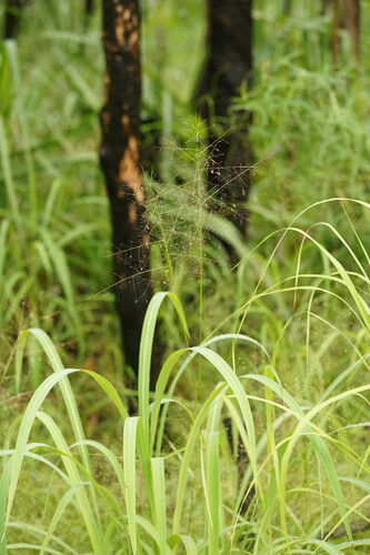 Panicum mindanaense