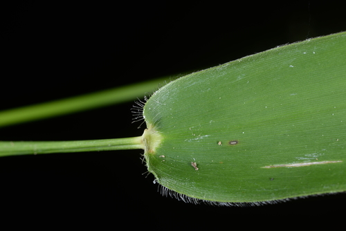 Panicum notatum — photo