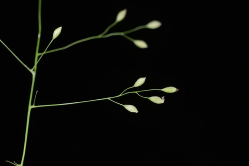Panicum notatum — photo