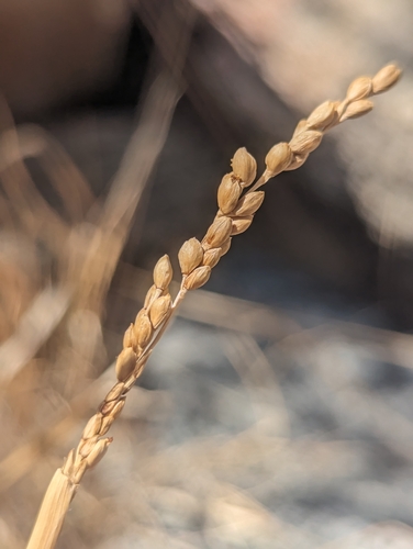 Panicum obtusum (Blunt Panic Grass) — photo