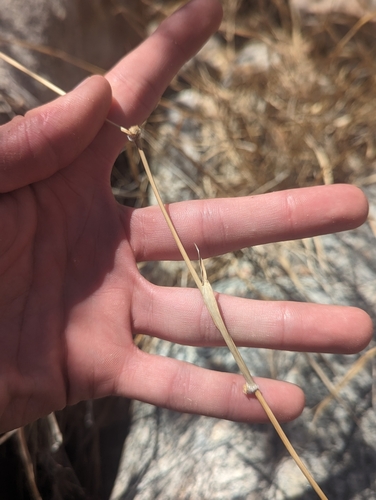 Panicum obtusum (Blunt Panic Grass) — photo