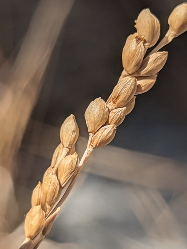 Panicum obtusum