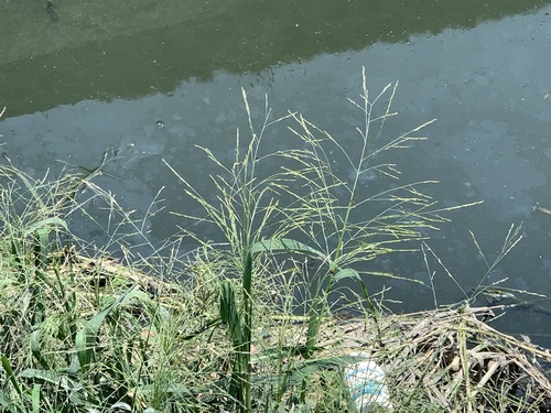 Panicum paludosum — photo