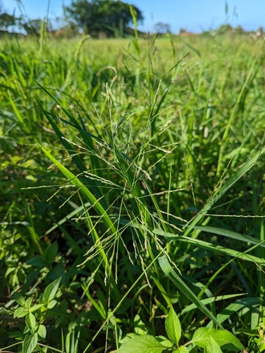 Panicum paludosum — photo