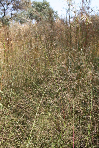 Panicum pansum — photo