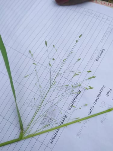 Panicum pansum — photo