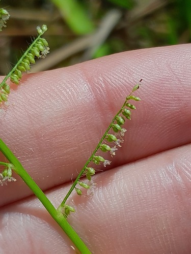 Panicum pilosum (Bhadlee) — photo