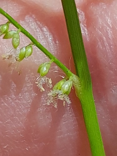 Panicum pilosum (Bhadlee) — photo