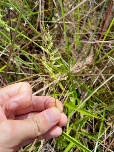 Panicum pilosum