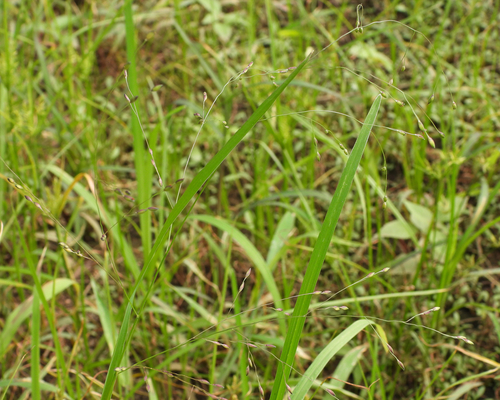 Panicum psilopodium — photo