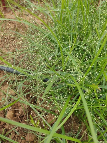 Panicum psilopodium — photo