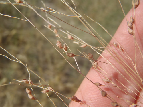Panicum sonorum (Sonoran panic-grass) — photo