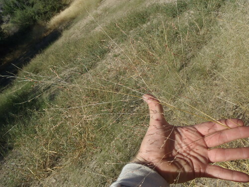 Panicum sonorum (Sonoran panic-grass) — photo