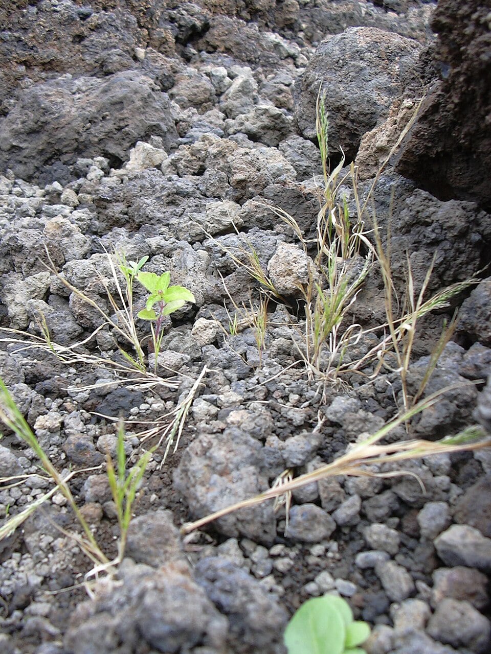 Panicum sp. — photo