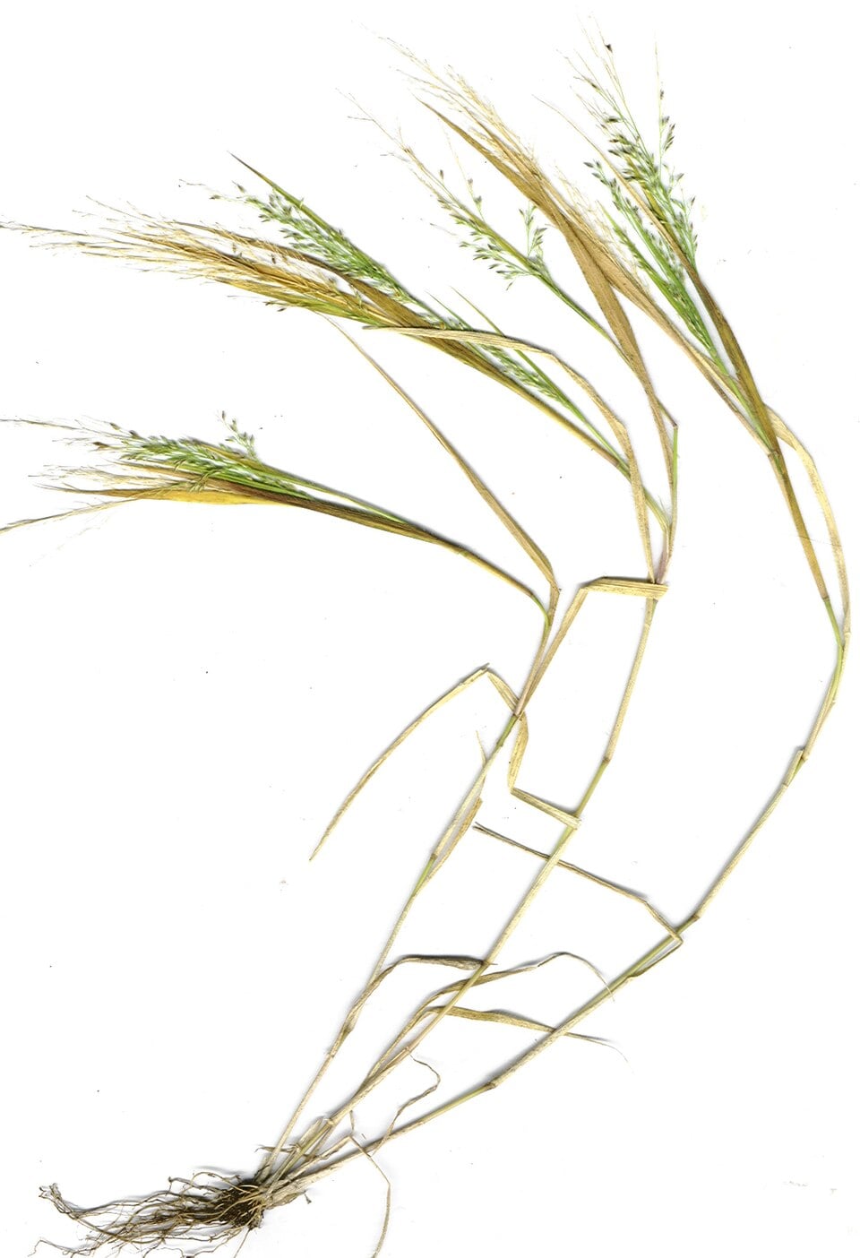 Panicum sp.