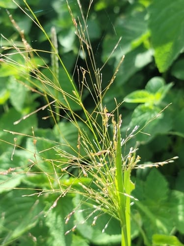 Panicum subalbidum (Elbow buffalo grass) — photo