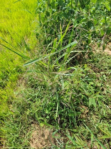 Panicum subalbidum (Elbow buffalo grass) — photo
