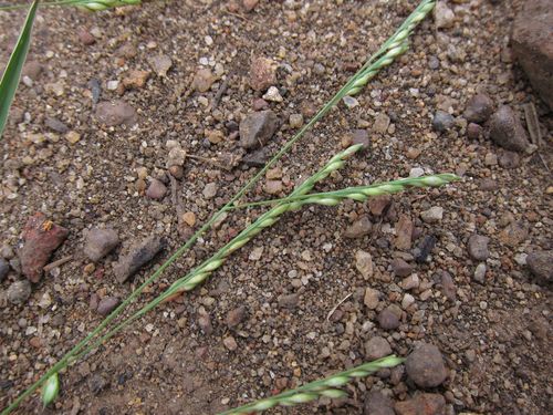 Panicum subalbidum