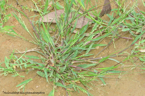Panicum sumatrense (Little millet) — photo