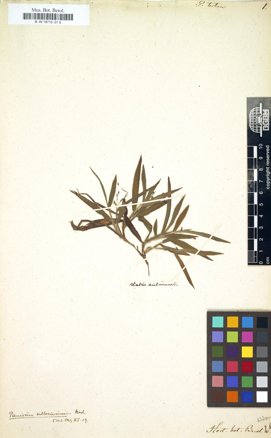 Panicum tectum (Timam) — photo
