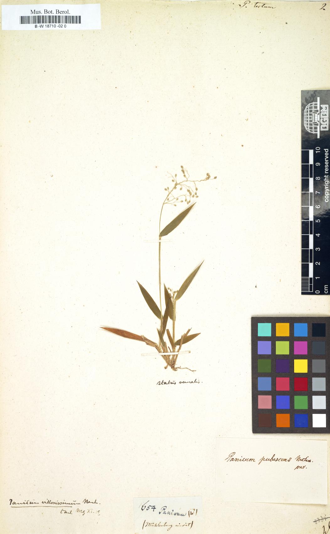 Panicum tectum