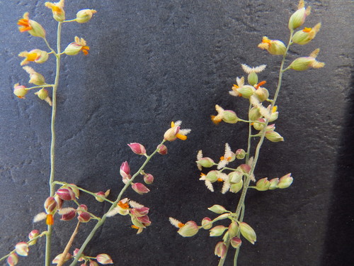 Panicum turgidum (Turgid panic grass) — photo