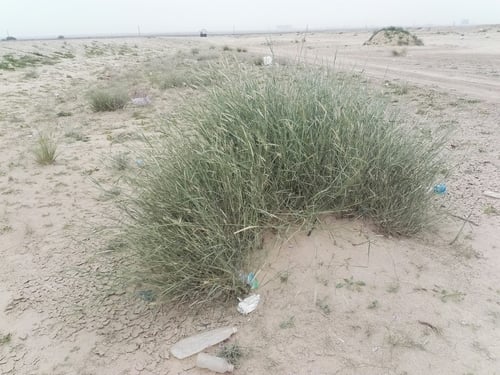 Panicum turgidum