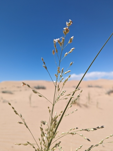 Panicum urvilleanum (Desert panicgrass) — photo
