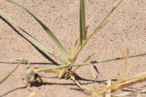 Panicum urvilleanum (Desert panicgrass) — photo
