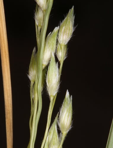 Panicum urvilleanum