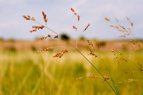 Panicum virgatum (Switch grass) — photo
