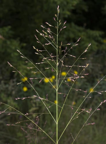 Panicum virgatum