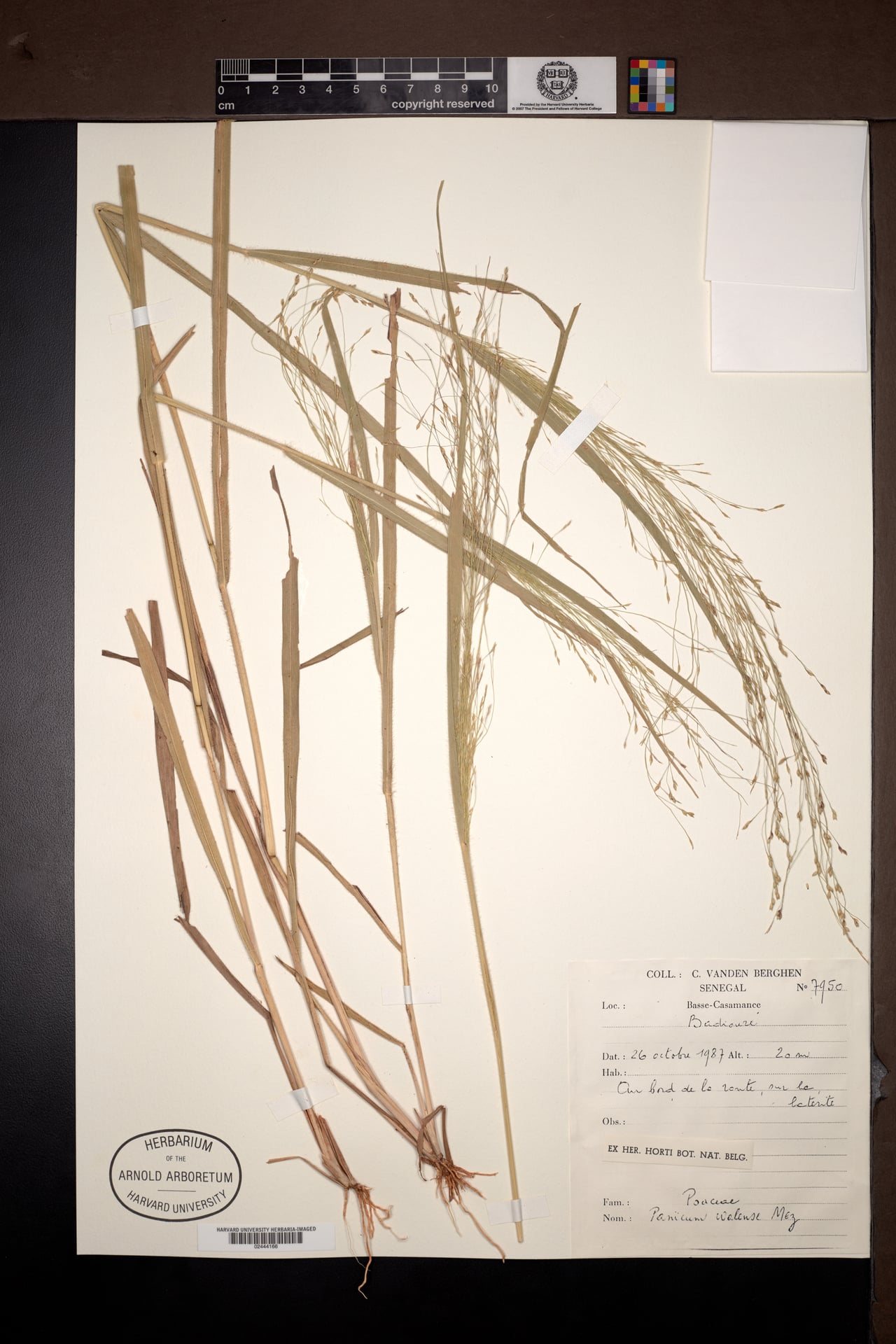 Panicum walense — photo