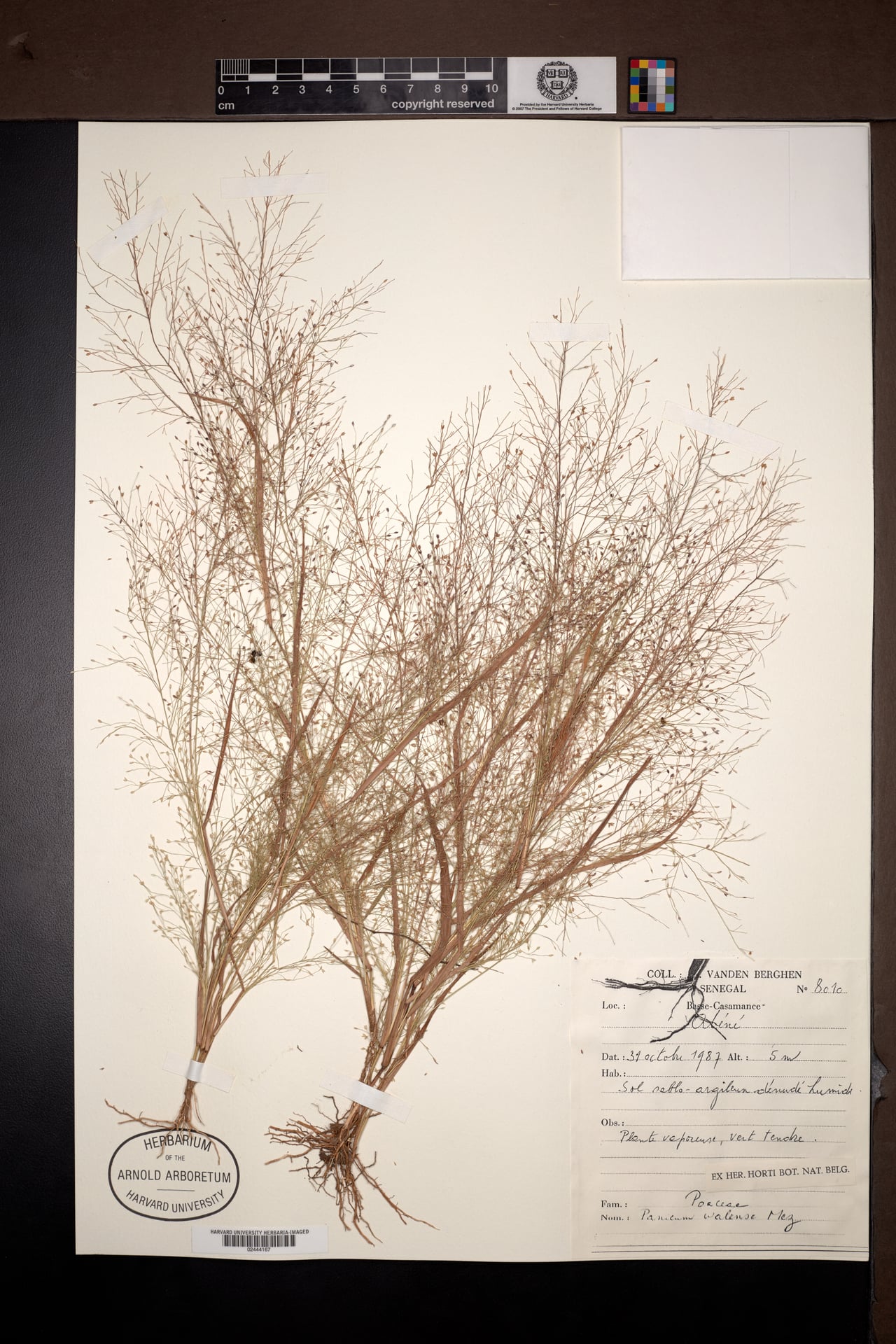 Panicum walense — photo