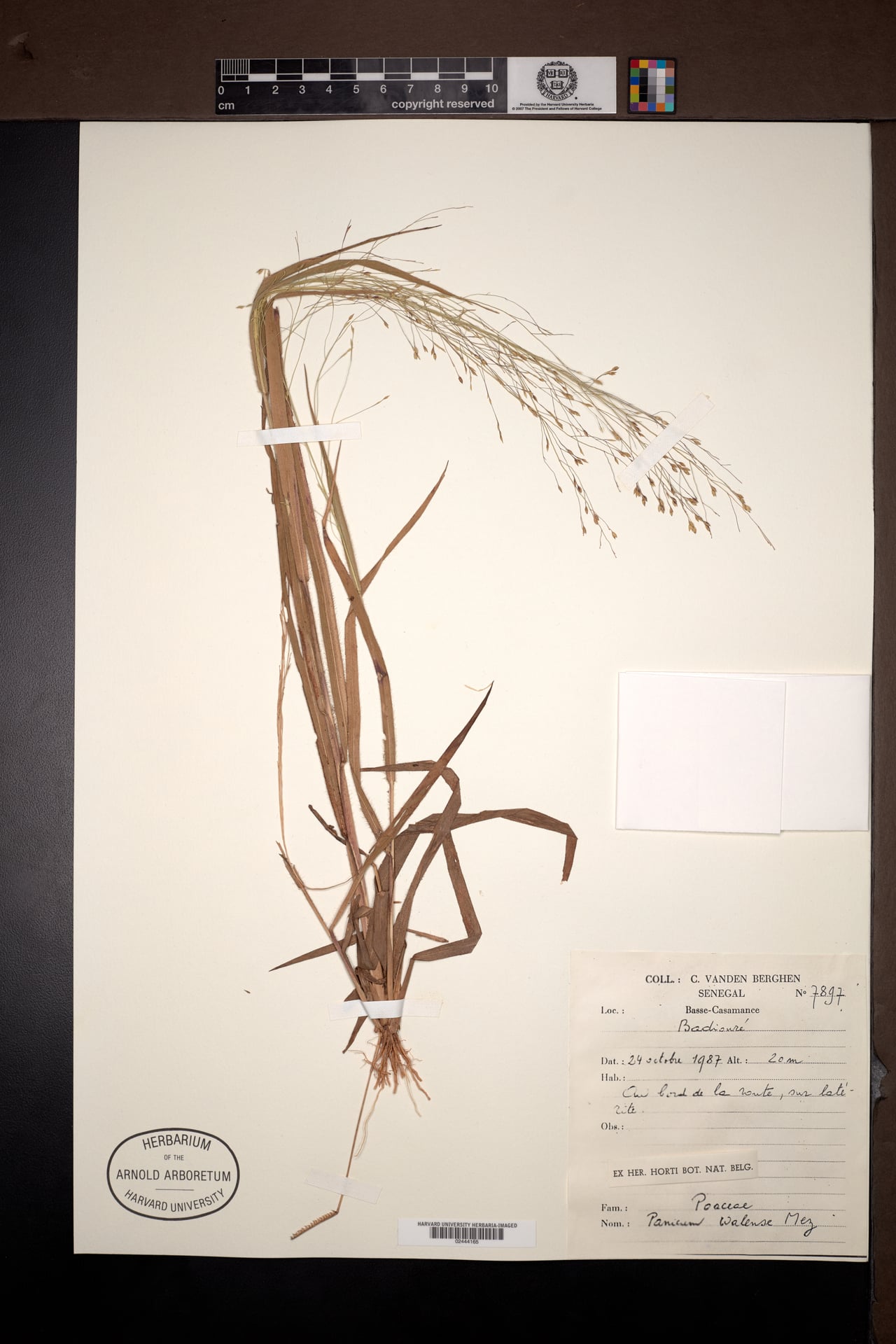 Panicum walense