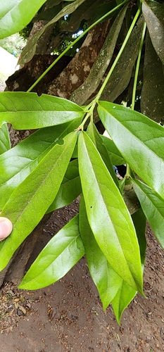 Panopsis costaricensis