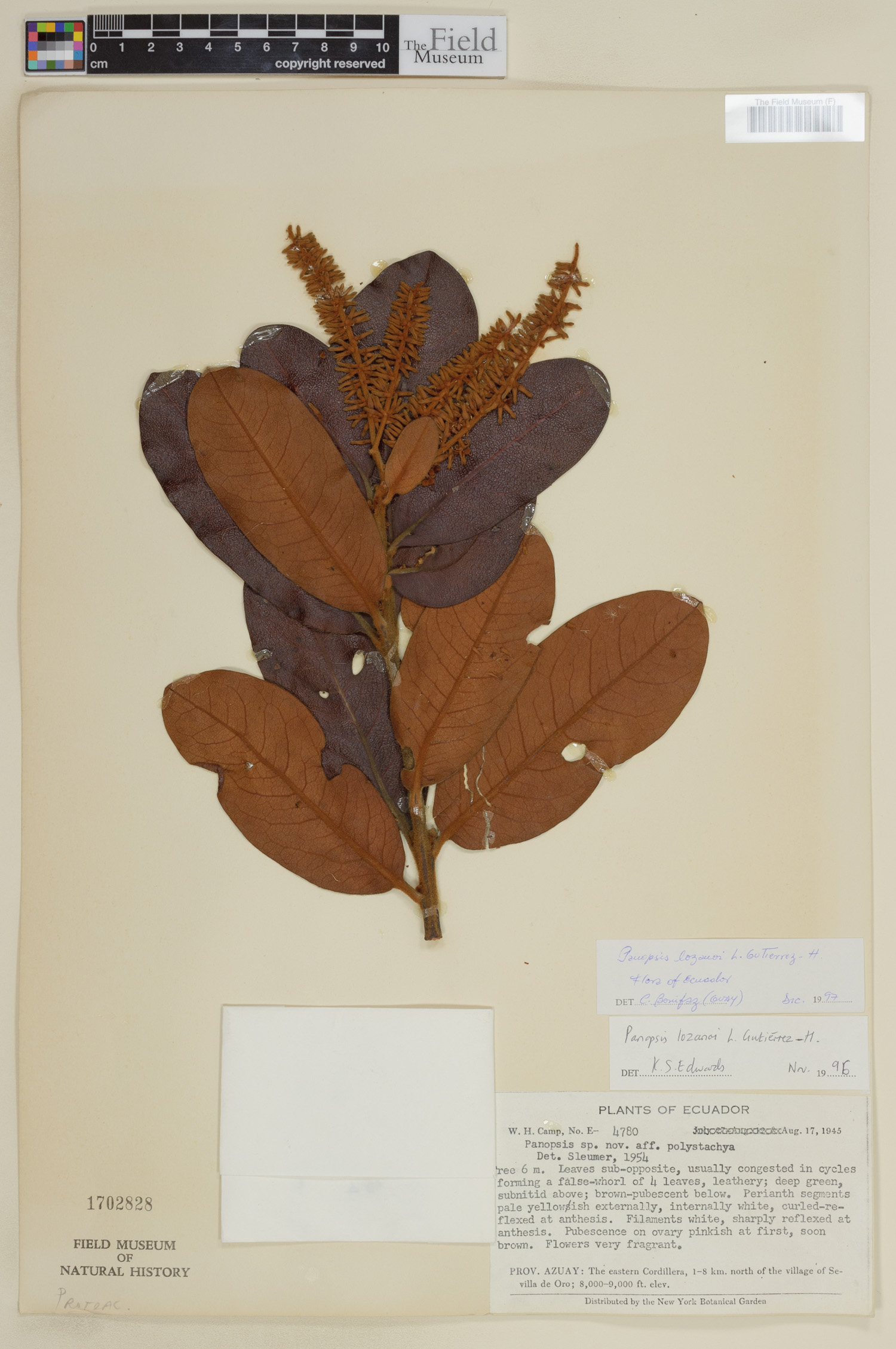 Panopsis lozanoi (Lozano panopsis) — photo