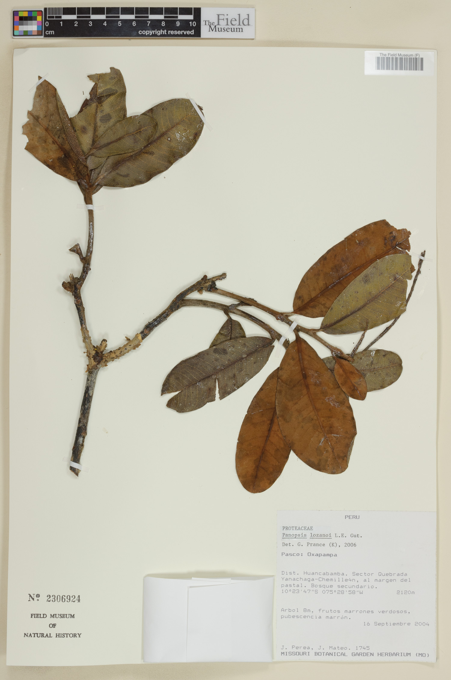Panopsis lozanoi (Lozano panopsis) — photo